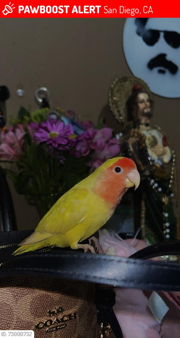 Lost Unknown Bird last seen 45th St San Diego, CA  92102 United States, San Diego, CA 92102