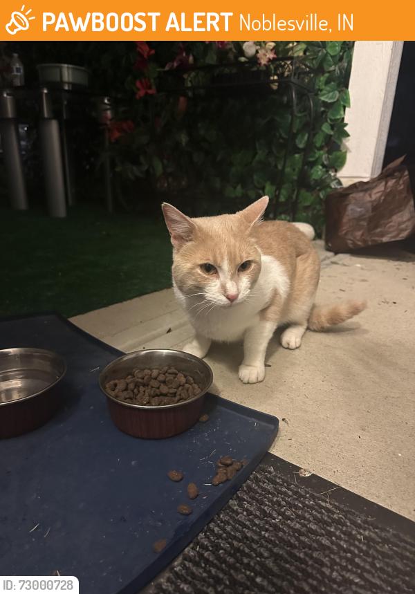 Found/Stray Male Cat last seen Howe rd, Noblesville, IN 46060