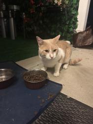 Found/Stray Male Cat last seen Howe rd, Noblesville, IN 46060