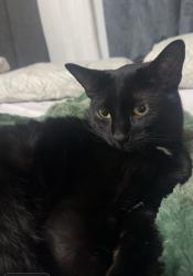 Reunited Male Cat last seen Near Street Daly Grove area , Edmonton, AB T6L