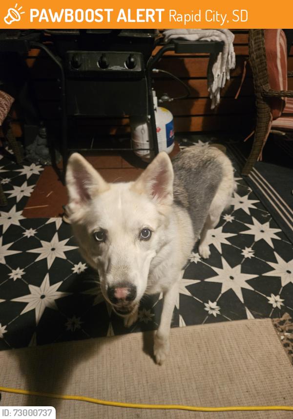 Found/Stray Female Dog last seen Near central blvd, Rapid City, SD 57702