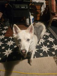 Found/Stray Female Dog last seen Near central blvd, Rapid City, SD 57702