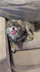 Reunited Male Dog last seen 84th ave ne Kenmore Wa 98028, Kenmore, WA 98028