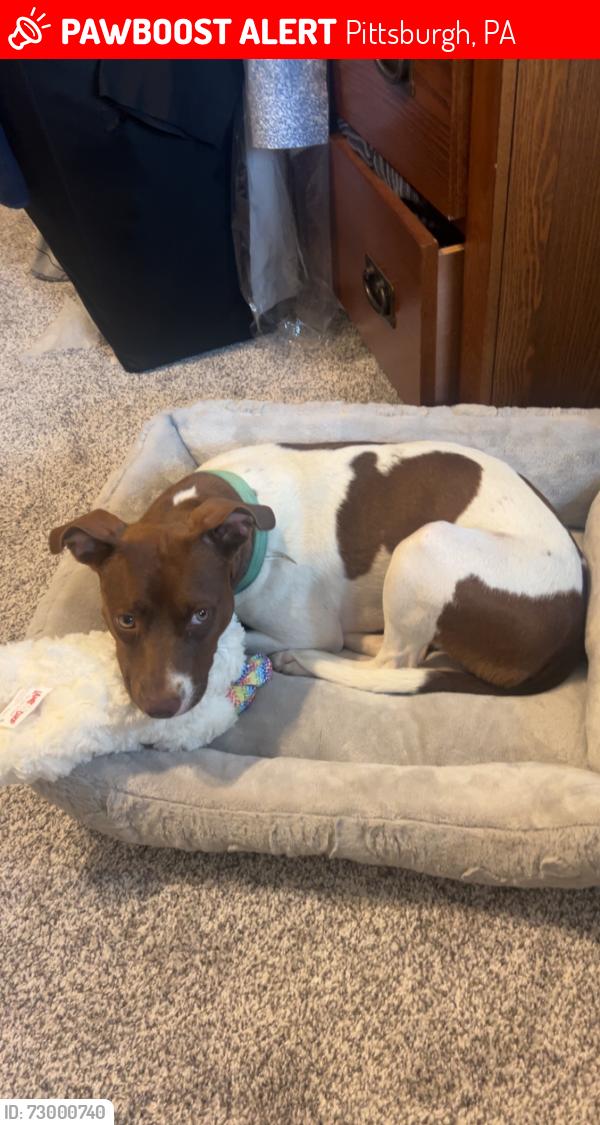 Lost Female Dog last seen Church brew works , Pittsburgh, PA 15201