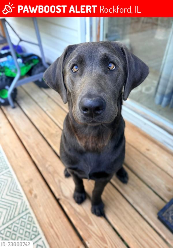 Lost Female Dog last seen Blackhawk Rd. , Rockford, IL 61109