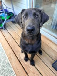 Lost Female Dog last seen Blackhawk Rd. , Rockford, IL 61109