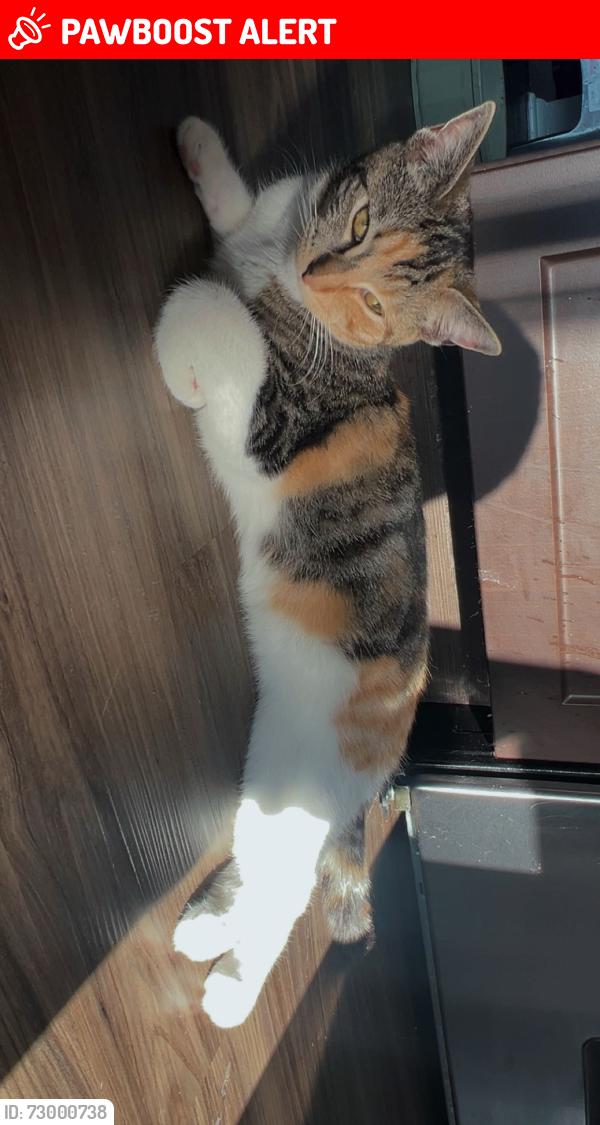 Lost Female Cat last seen Franklin Commons apmts , Bensalem Township, PA 19020