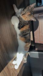 Lost Female Cat last seen Franklin Commons apmts , Bensalem Township, PA 19020
