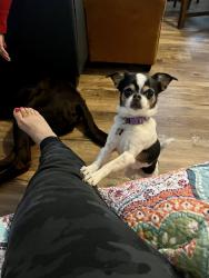 Lost Female Dog last seen 44th and Lowell Blvd, Denver, CO 80211