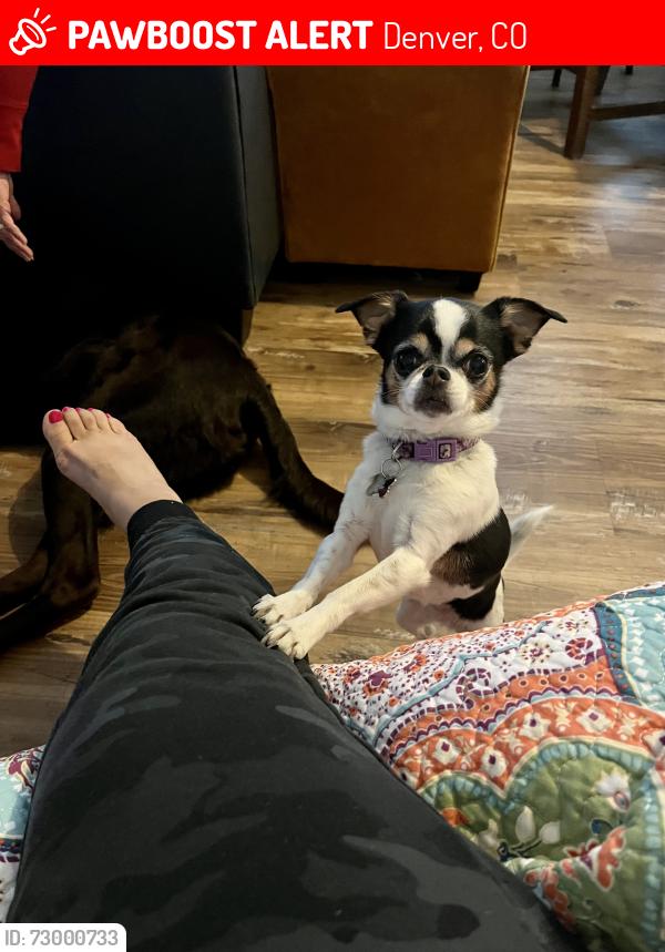 Lost Female Dog last seen 44th and Lowell Blvd, Denver, CO 80211