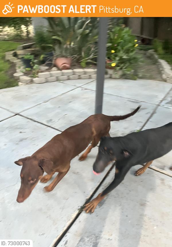 Found/Stray Male Dog last seen Bailey Road, Pittsburg, CA 94565