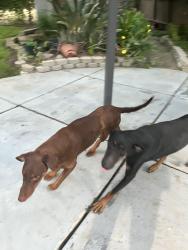 Found/Stray Male Dog last seen Bailey Road, Pittsburg, CA 94565