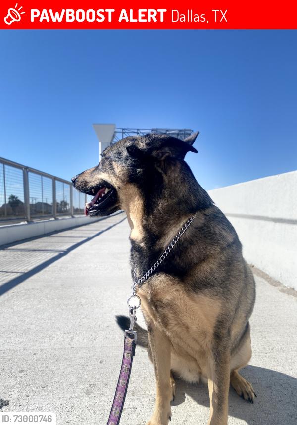 Lost Female Dog last seen Target on Northwest hwy, Dallas, TX 75220