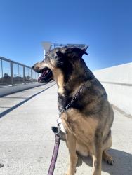 Lost Female Dog last seen Target on Northwest hwy, Dallas, TX 75220