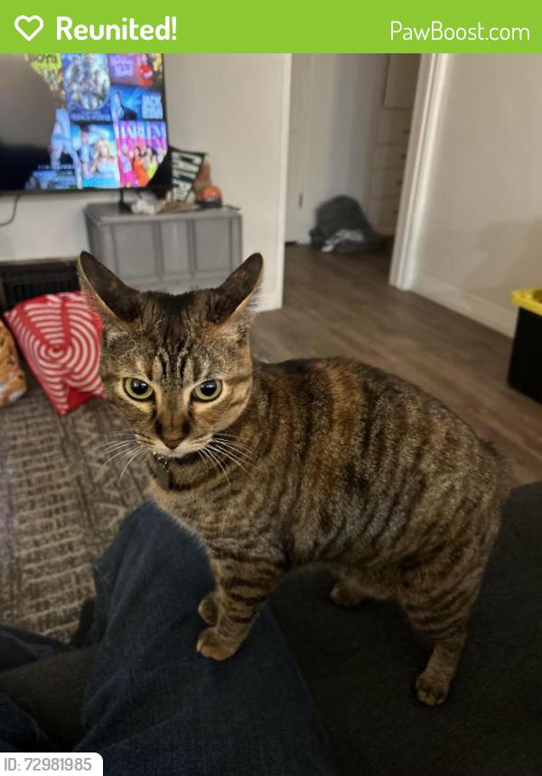 Reunited Female Cat last seen N Harbour & W Sycamore , Anaheim, CA 92805