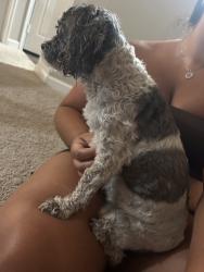 Reunited Female Dog last seen Near S Lincoln St, Englewood, CO 80113, USA, Englewood, CO 80113