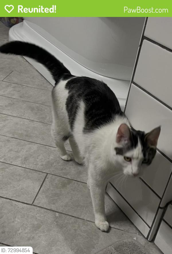 Reunited Female Cat last seen Pluto Way and Arden Way, Arden-Arcade, CA 95864