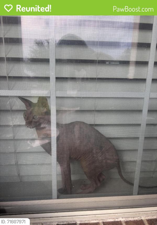 Reunited Female Cat last seen Lake shore harbour drive & Aldridge drive , Missouri City, TX 77459