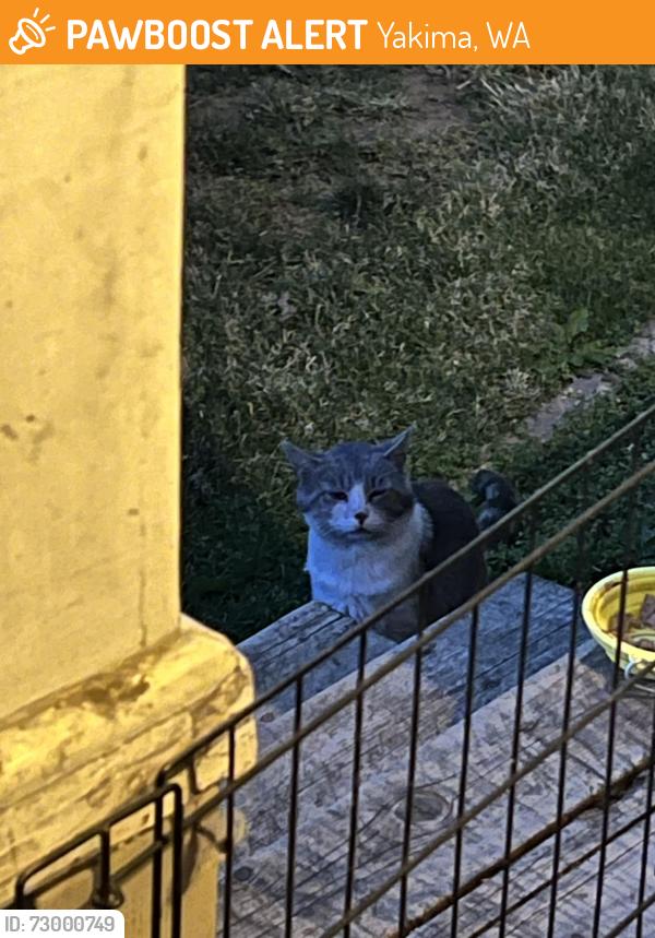 Found/Stray Unknown Cat last seen 10th n tieton, Yakima, WA 98902