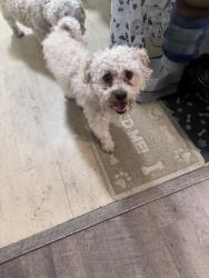 Found/Stray Male Dog last seen Story Road and Mccreery Road, San Jose, CA 95116
