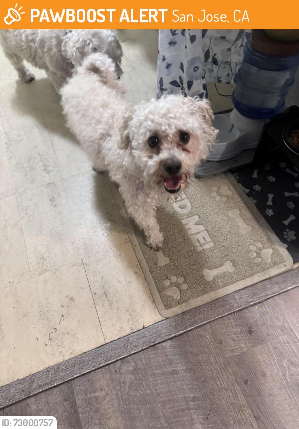 Found/Stray Male Dog last seen Story Road and Mccreery Road, San Jose, CA 95116