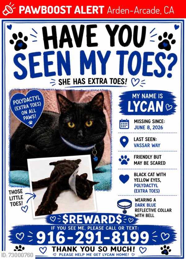 Lost Female Cat last seen Winding way, Arden-Arcade, CA 95841