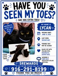 Lost Female Cat last seen Winding way, Arden-Arcade, CA 95841