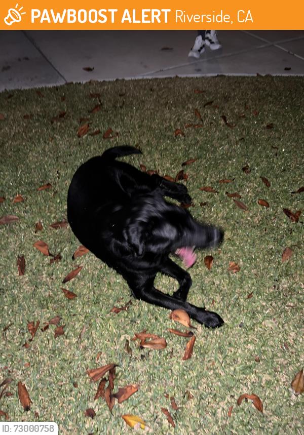 Found/Stray Male Dog last seen Butterfield and charter oak , Riverside, CA 92503