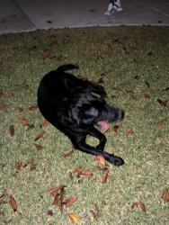 Found/Stray Male Dog last seen Butterfield and charter oak , Riverside, CA 92503