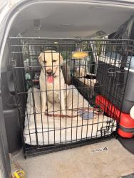 Lost Female Dog last seen Youpon - El Jardin neighborhood , Harris County, TX 77586