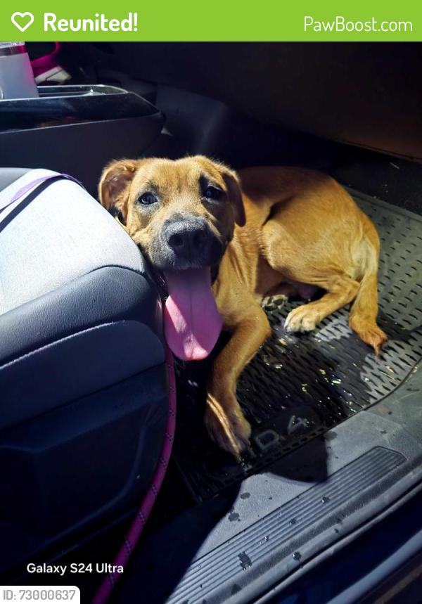 Reunited Female Dog last seen E Old Spanish Trail & Camino Seco, Tucson, AZ 85748