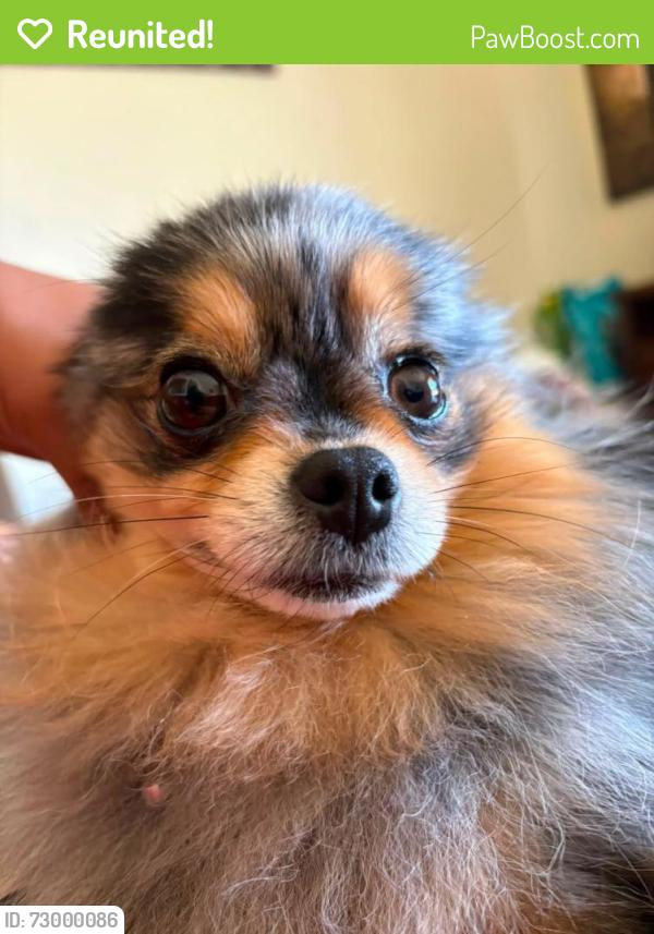 Reunited Female Dog last seen Near bootjack way, Modesto, CA 95351