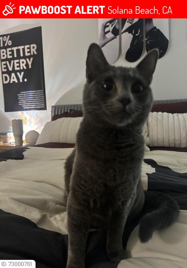 Lost Female Cat last seen solana mar apmts, Solana Beach, CA 92075