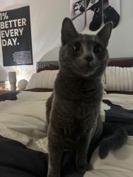 Lost Female Cat last seen solana mar apmts, Solana Beach, CA 92075