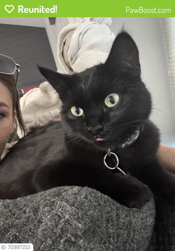 Reunited Female Cat last seen 72nd Simms/ Ward , Arvada, CO 80004