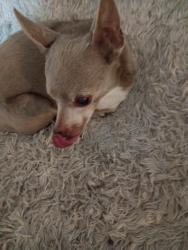 Reunited Male Dog last seen Hwy 66 Waxahachie , Waxahachie, TX 75167