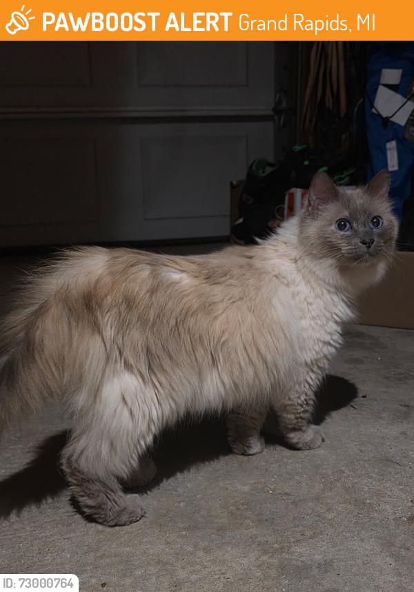 Found/Stray Unknown Cat last seen Plymouth & Hall, Grand Rapids, MI 49506