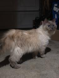 Found/Stray Unknown Cat last seen Plymouth & Hall, Grand Rapids, MI 49506