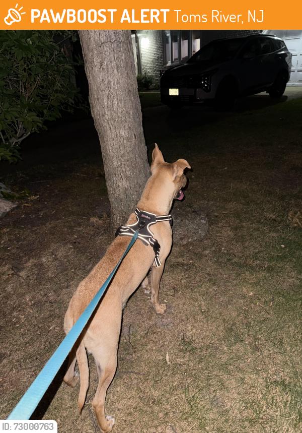 Found/Stray Female Dog last seen Windsor ave, Toms River, NJ 08753