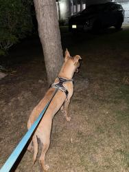Found/Stray Female Dog last seen Windsor ave, Toms River, NJ 08753