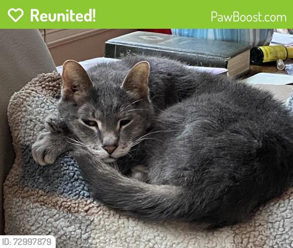 Reunited Male Cat last seen Pickering Ln, Pearland, TX 77584, USA, Pearland, TX 77584