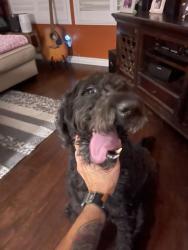 Reunited Male Dog last seen Aviara Parkway, by Poinsettia, Carlsbad, CA 92011