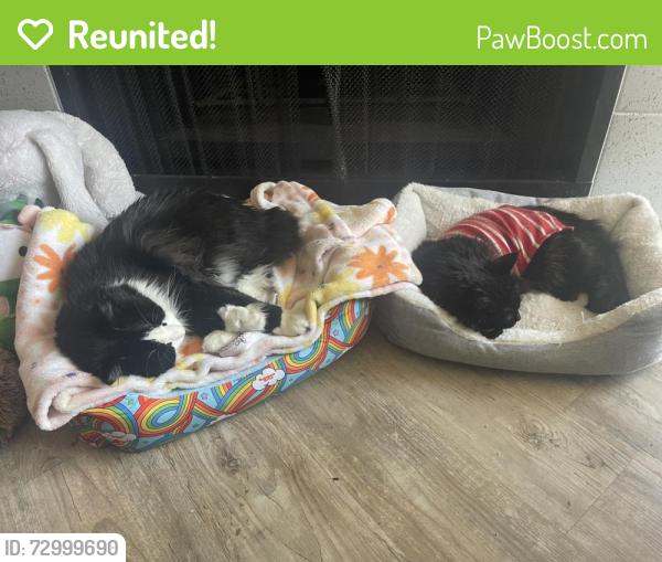 Reunited Male Cat last seen Bridge Street & 50th , Brighton, CO 80601