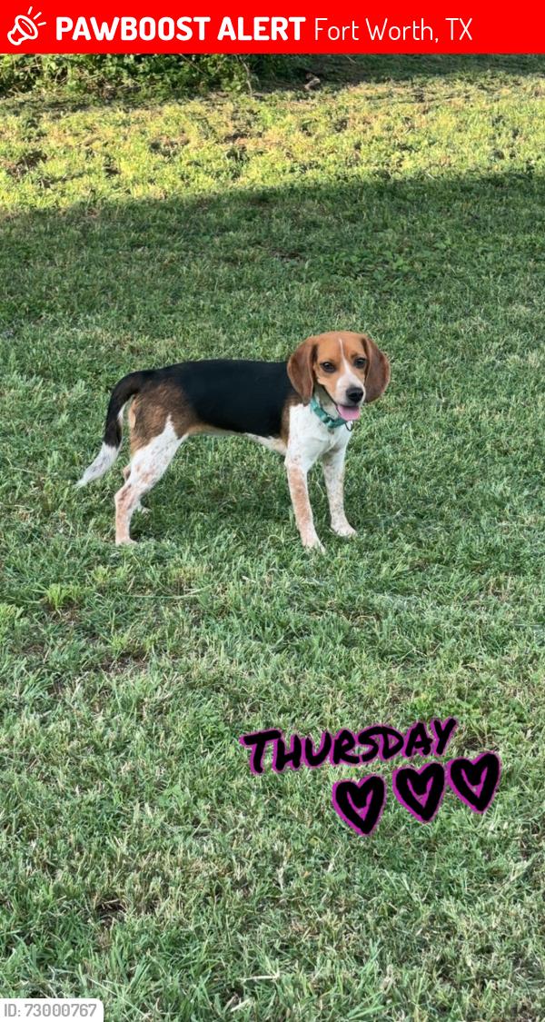 Lost Female Dog last seen Fisher Street @ Riberside, Fort Worth, TX 76111