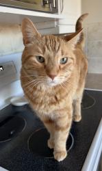 Lost Male Cat last seen Klarvatten park , Edmonton, AB T5Z 3W5