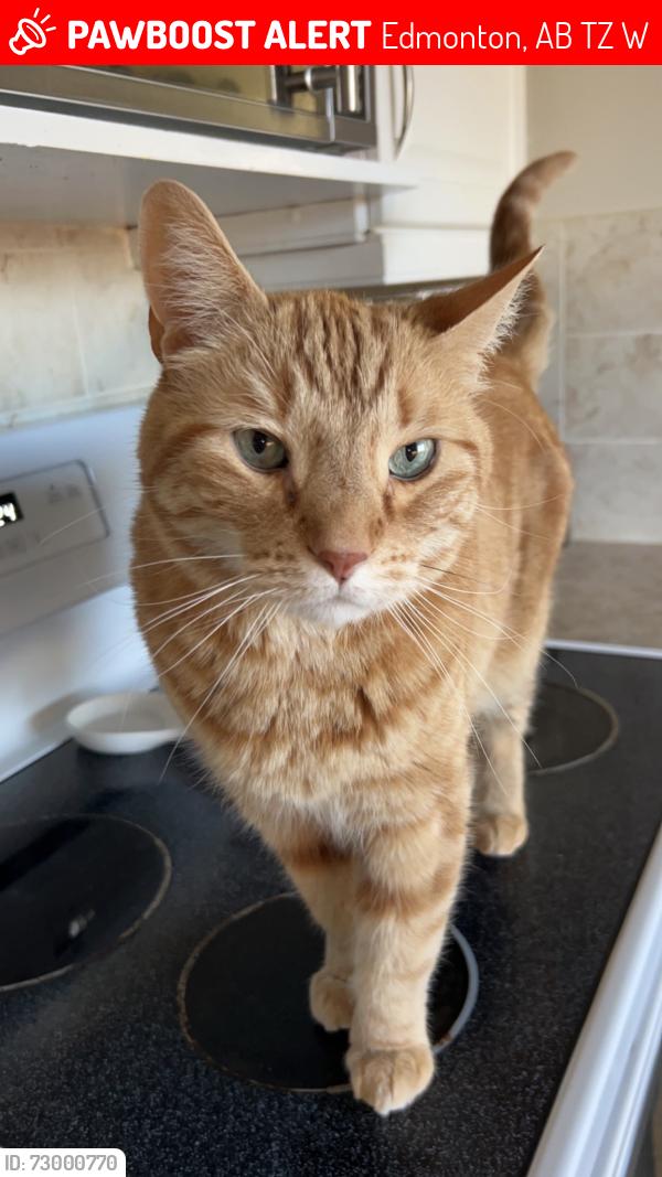 Lost Male Cat last seen Klarvatten park , Edmonton, AB T5Z 3W5