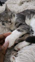 Reunited Male Cat last seen Near nw 43rd st , Coconut Creek, FL 33073