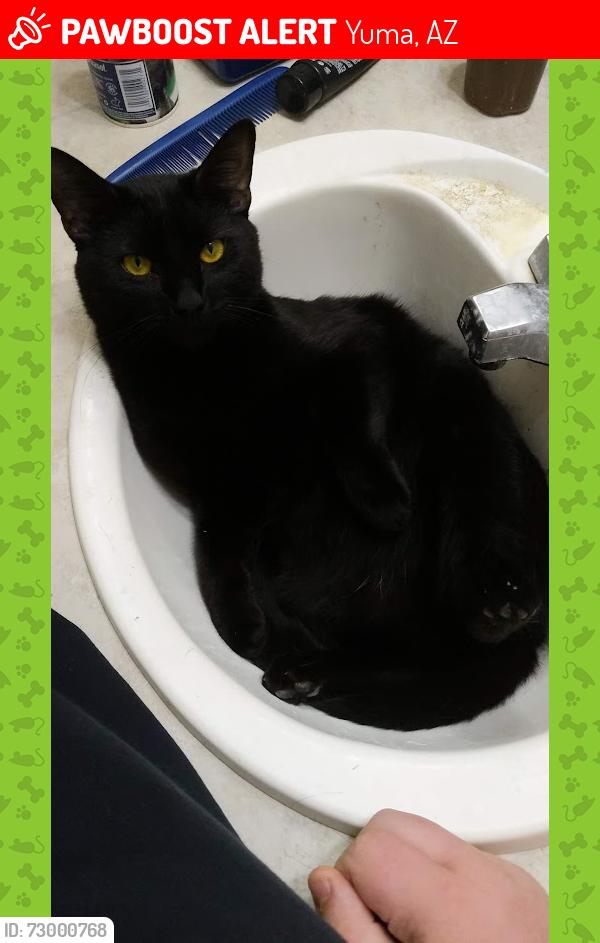 Lost Male Cat last seen sunrise elementary , Yuma, AZ 85365