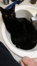 Lost Male Cat last seen sunrise elementary , Yuma, AZ 85365