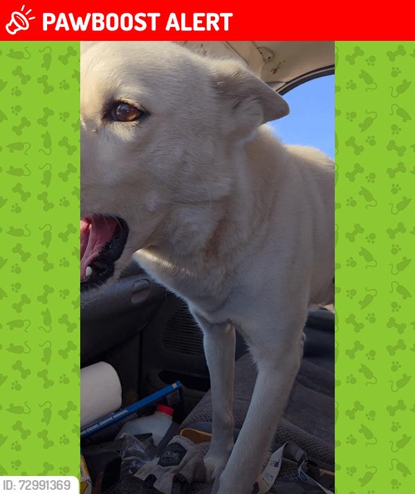 Lost Male Dog last seen 155st east ave O, Lake Los Angeles, CA 93535
